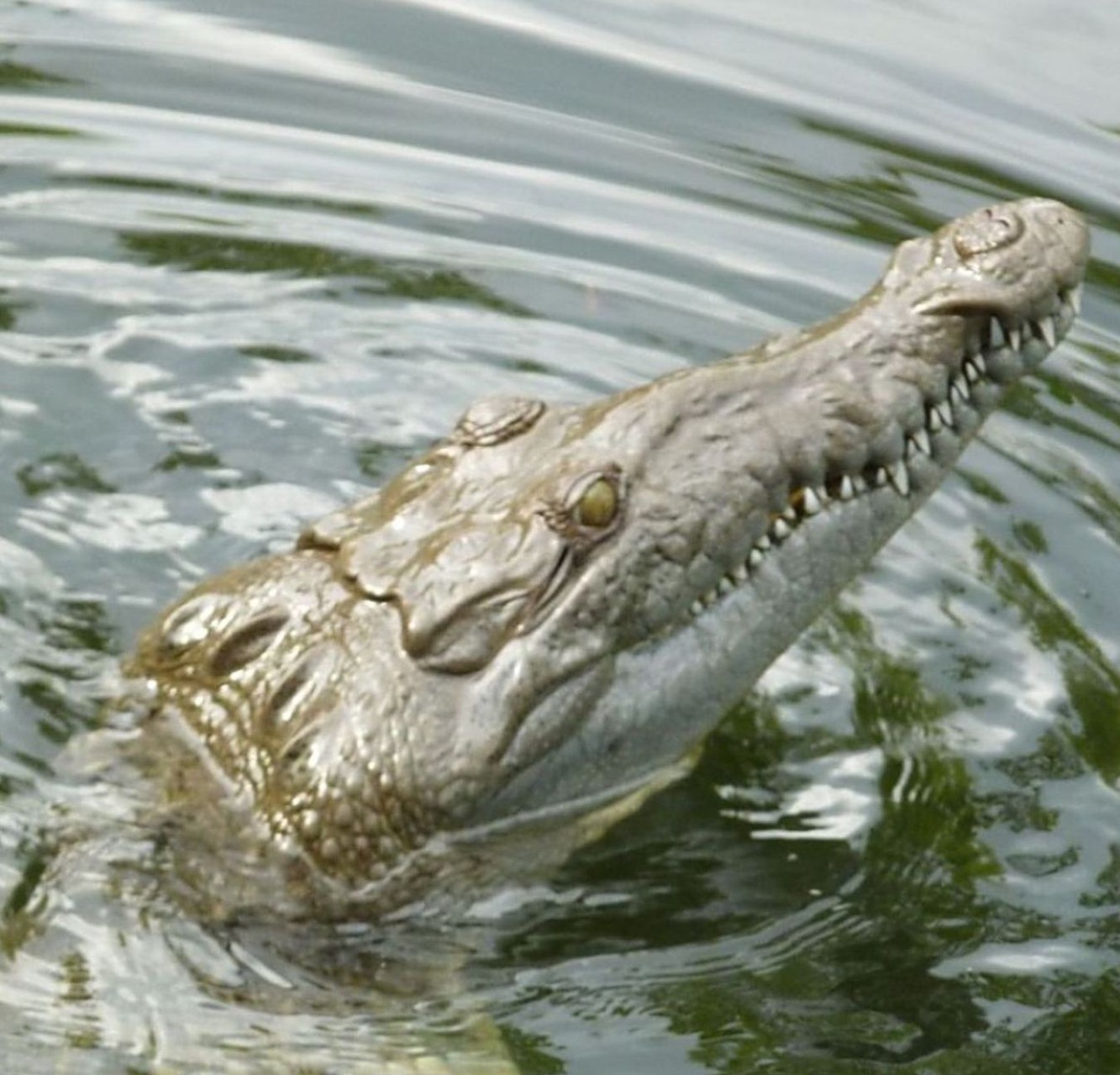 Crocodile emerging from the water