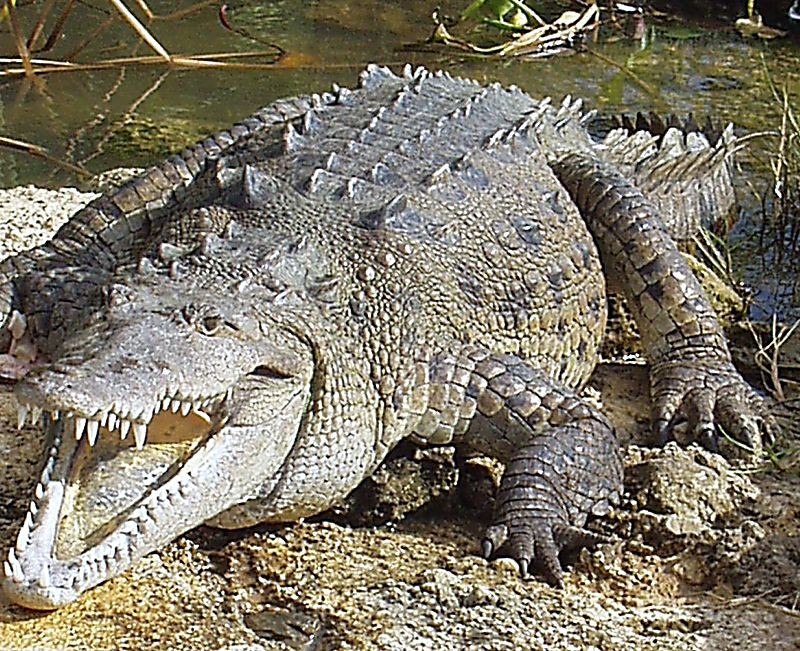 Crocodile beside the water