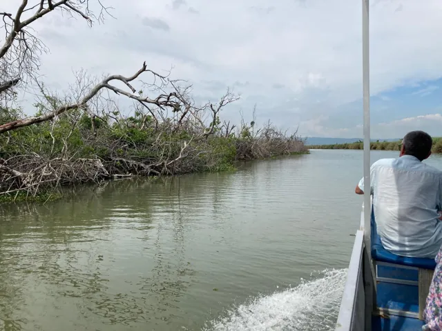 View from a passenger boat along a river lined with tangled branches