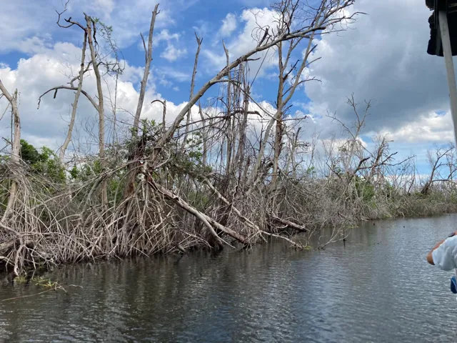 Tree branches lining the river under a cloudy sky