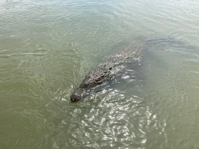 A crocodile swimming in green river water, photographed from a boat
