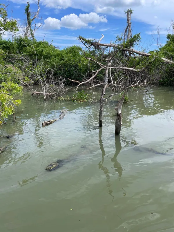 Green riverbanks and branches extending above still water